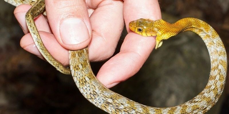 Hình ảnh chiêm bao mang nhiều ý nghĩa tâm linh đặc biệt