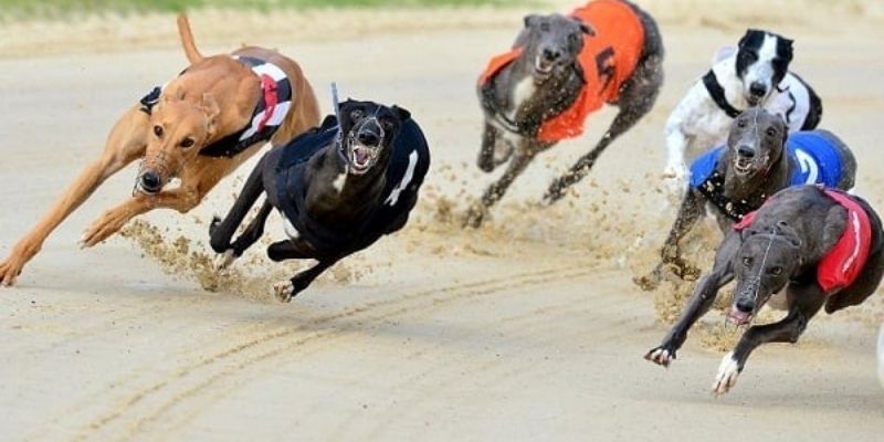 Giải thích về hình thức cược đua chó hấp dẫn