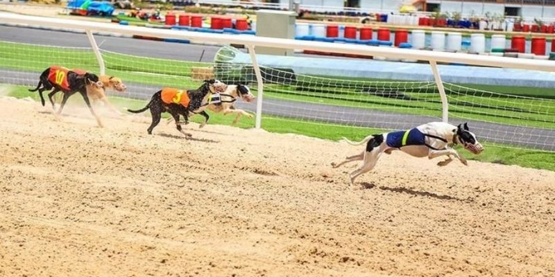 Tổng hợp các cửa cược đua chó đặc sắc