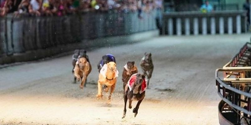 Tổng hợp mẹo cá cược đua chó dành cho newbie tham khảo