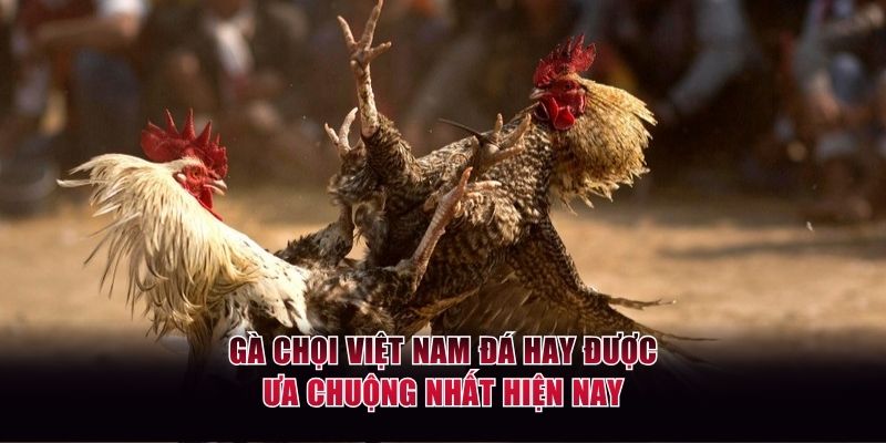 Gà Chọi Việt Nam