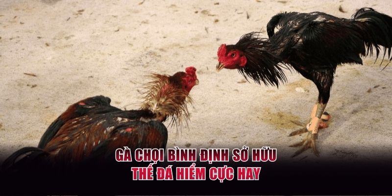 Gà nòi Bình Định sở hữu thế đá hiểm cực hay