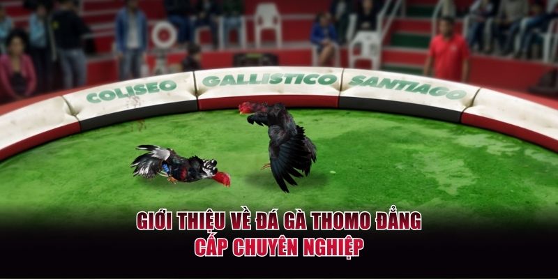 Giới thiệu về đá gà Thomo đẳng cấp chuyên nghiệp