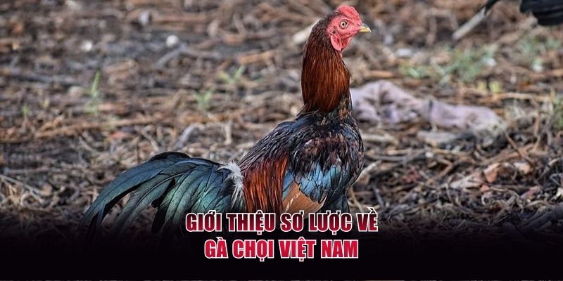 Sơ lược về giống gà chọi Việt Nam