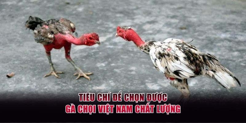 Tiêu chí để chọn được con chọi chất lượng