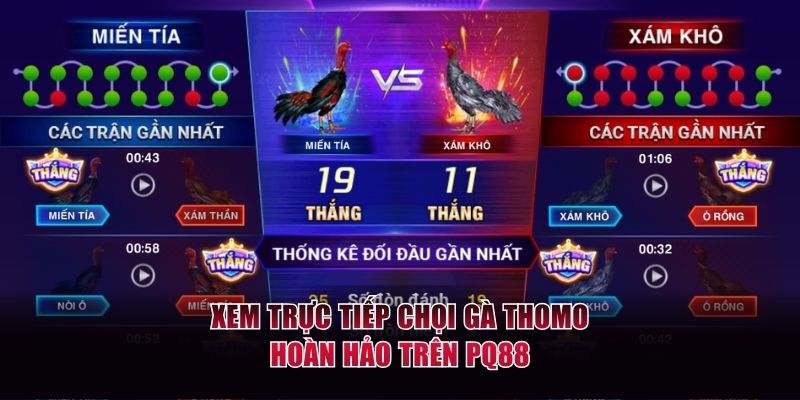 Xem trực tiếp chọi gà Thomo hoàn hảo trên PQ88
